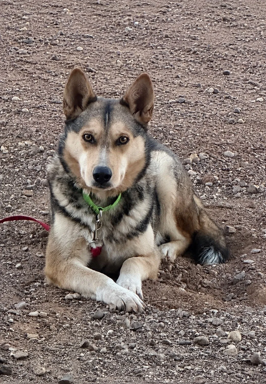 Bronze, a tan-and-black Akita and Shepherd mix, lying on rocky ground and looking at the camera