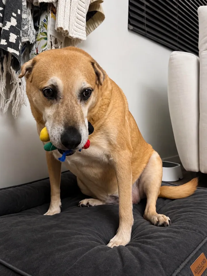 Calloway, a senior tan dog, sitting on a dark bed with a colorful squeaky toy in her mouth