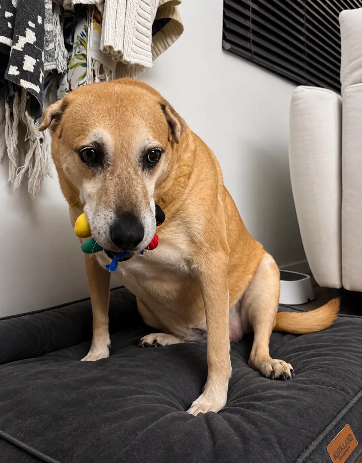 Calloway, a senior tan dog, sitting on a dark bed with a colorful squeaky toy in her mouth
