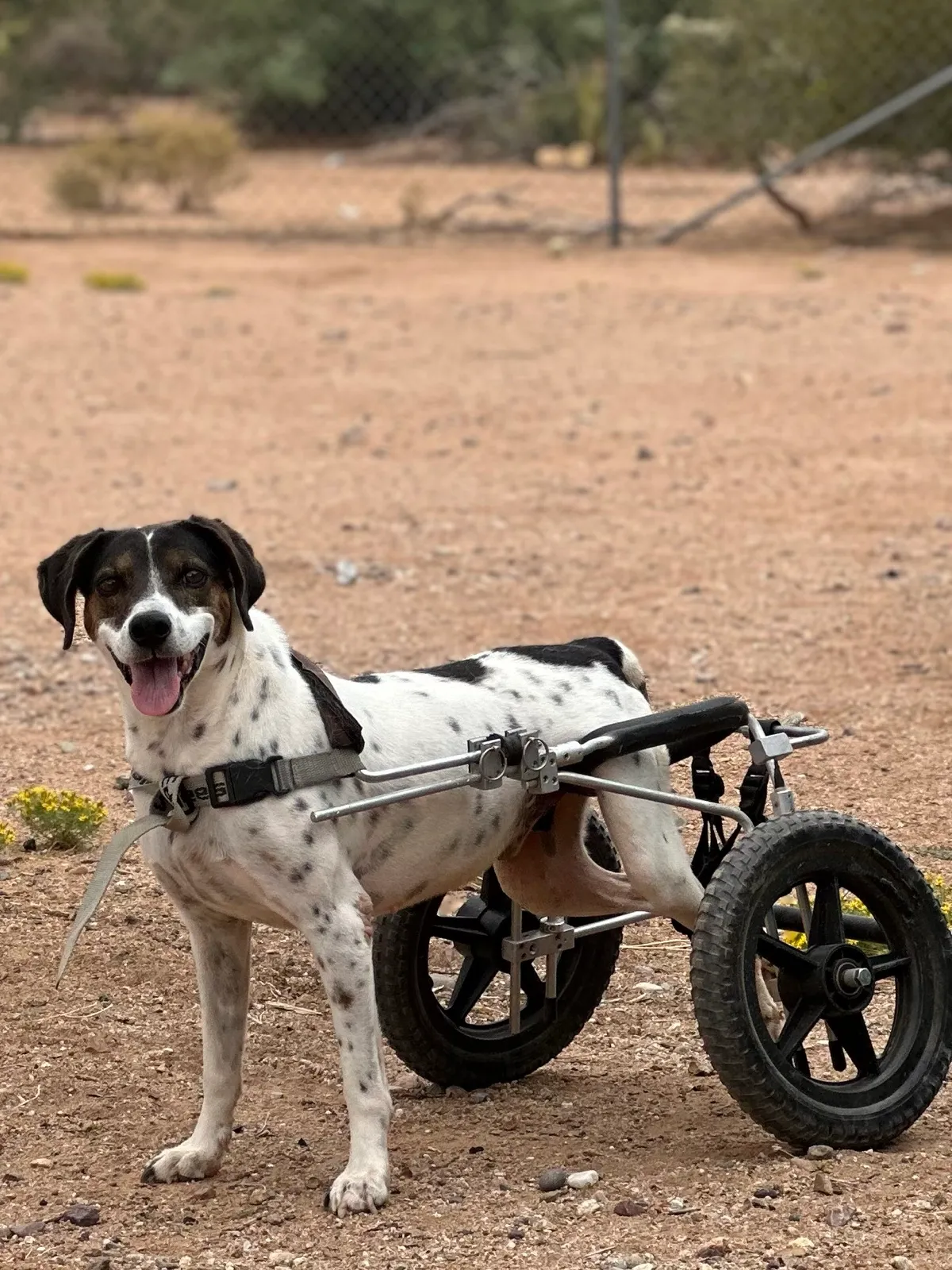 Dale, a black-and-white dog, smiling outdoors while standing in his mobility wheelchair
