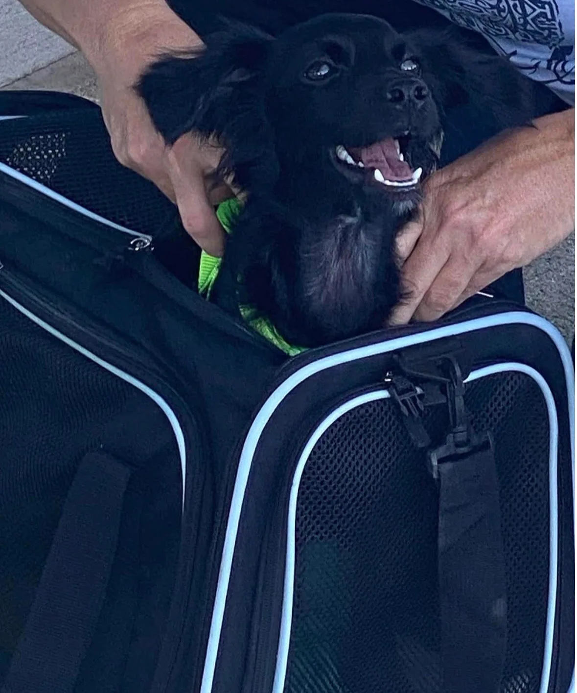 A small black rescued dog smiling from an open travel carrier