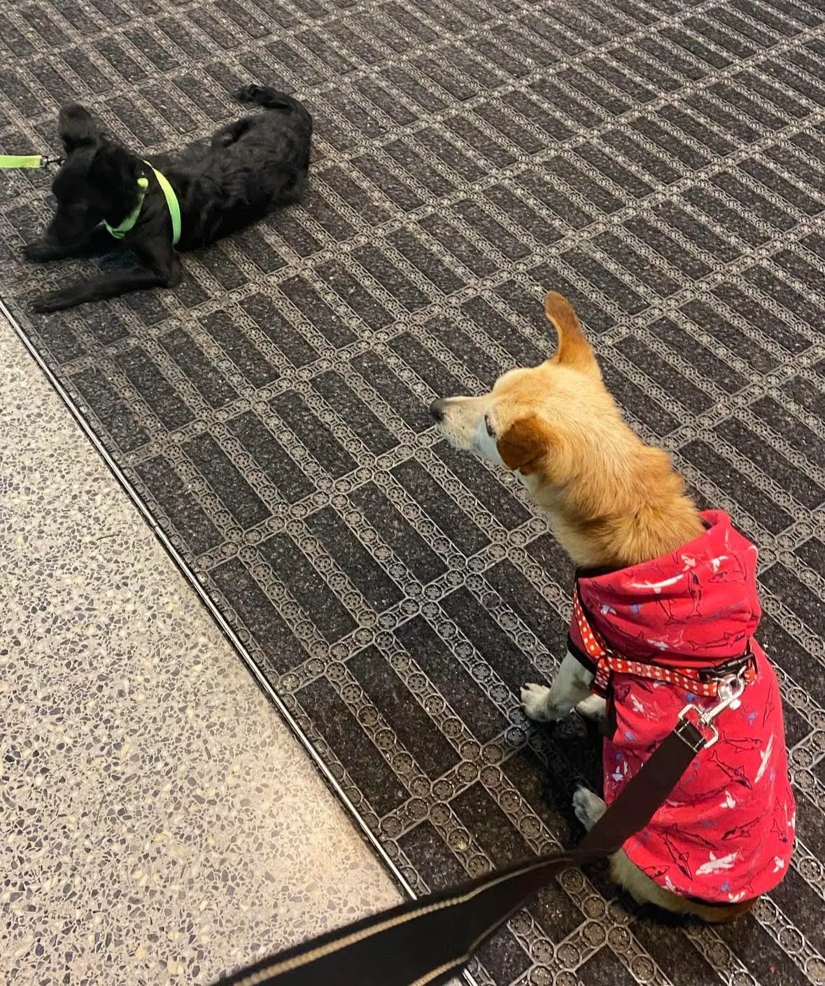 Two rescued dogs waiting on the airport floor, one wearing a red coat
