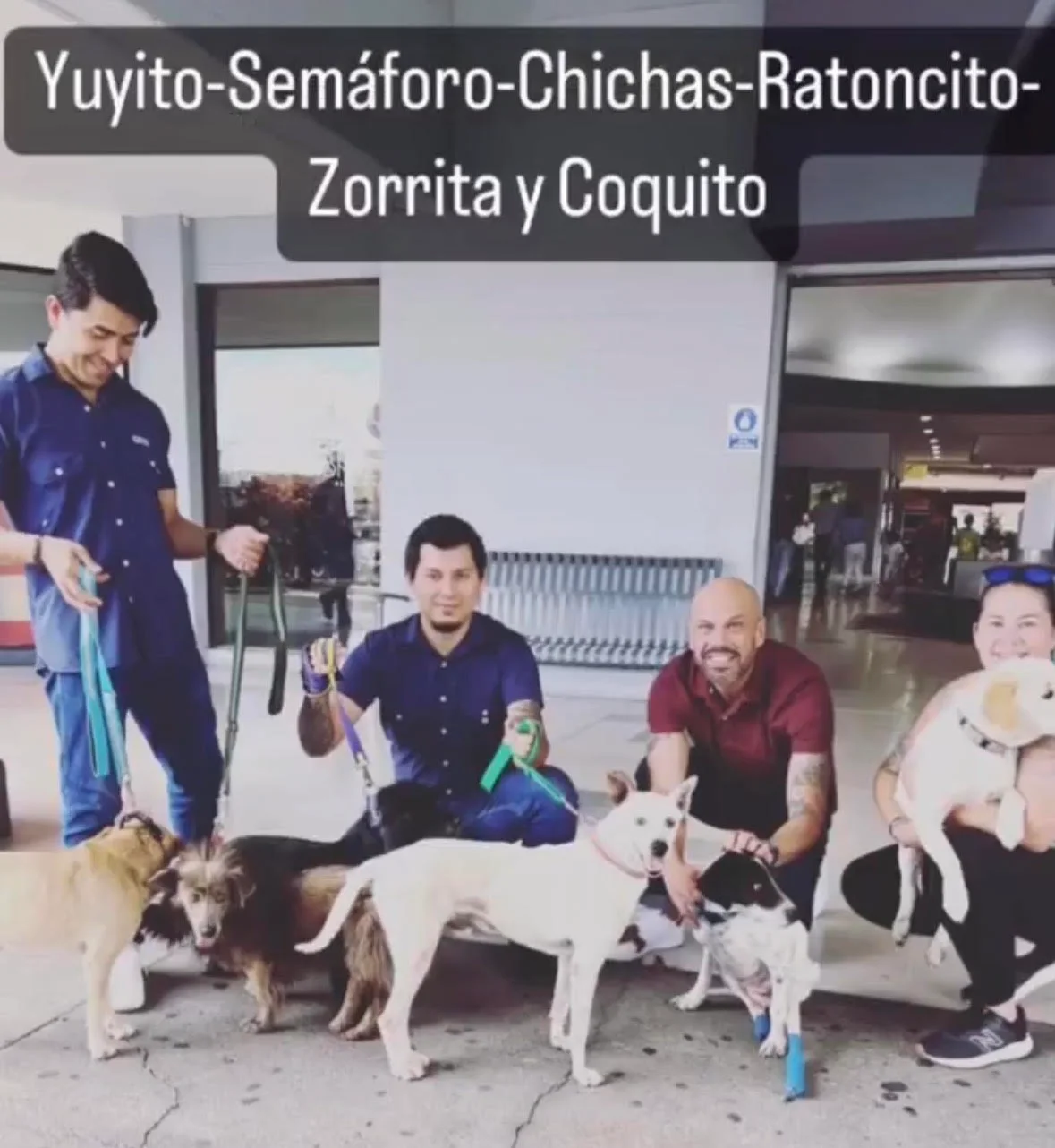 The group of eight rescued dogs with their caregivers at the airport in Costa Rica