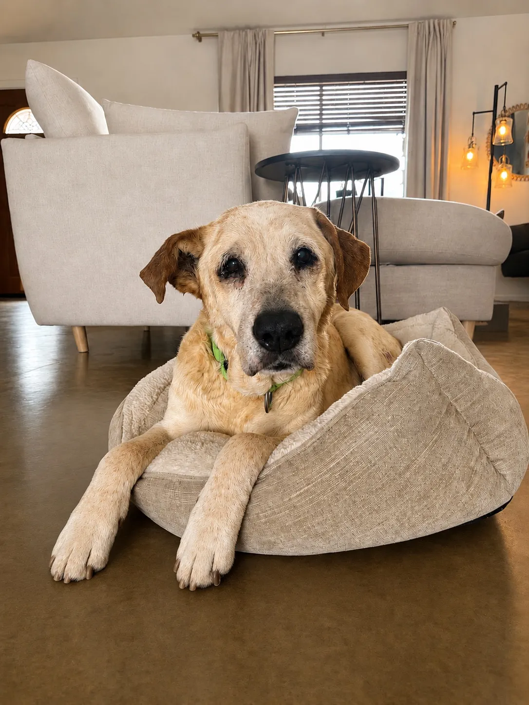 Dolly, a senior tan English Coonhound mix, resting on a soft bed indoors