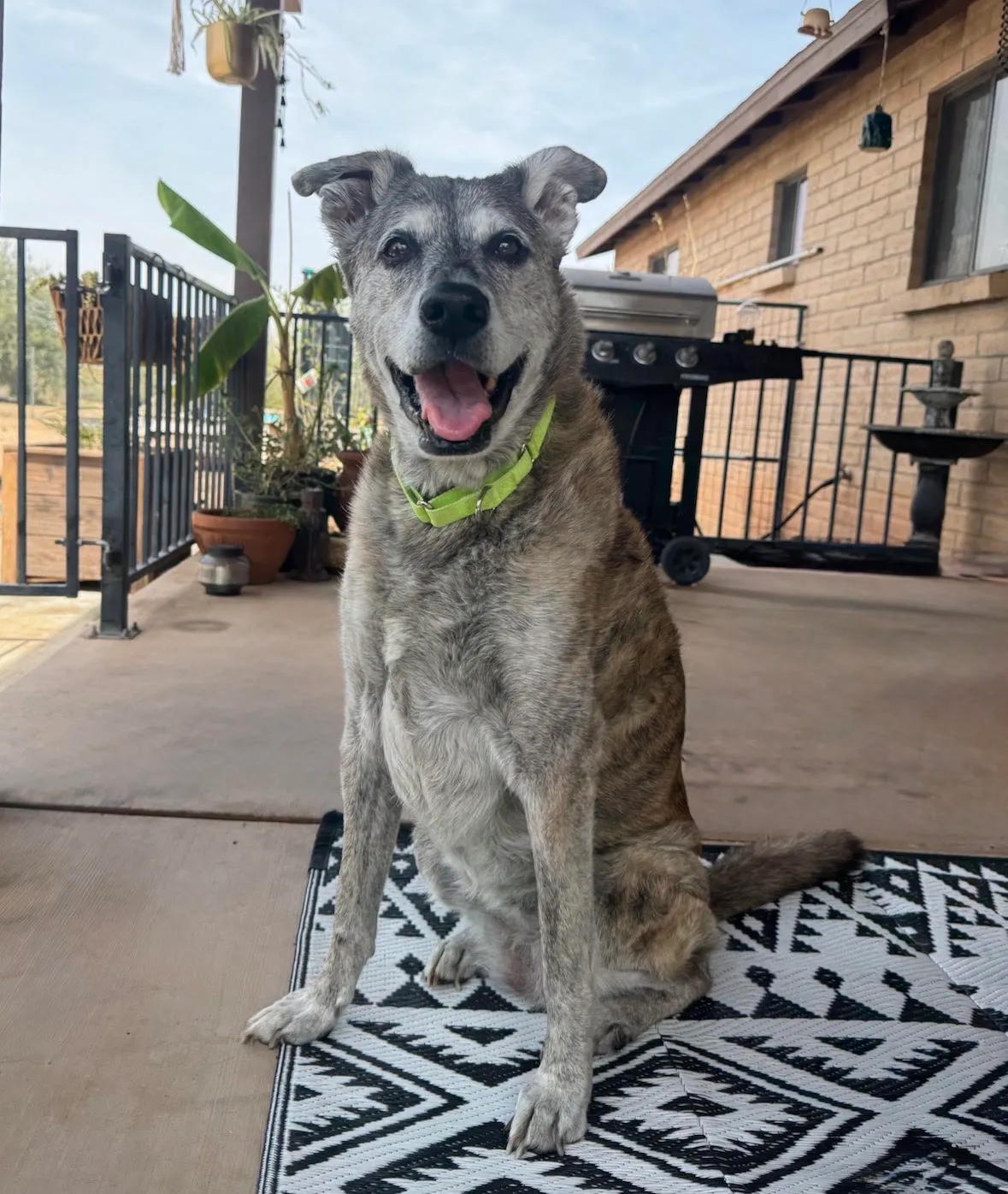 Giga, a senior brindle dog wearing a green collar, sitting outside and smiling at the camera