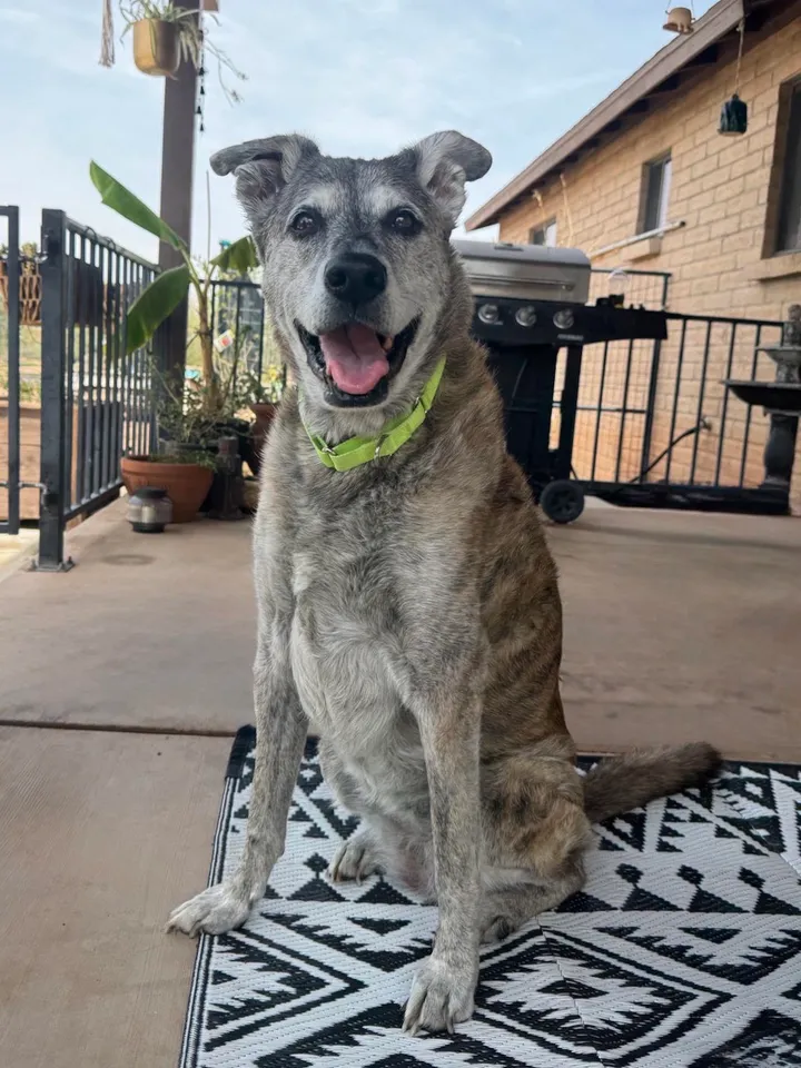 Giga, a senior brindle dog wearing a green collar, sitting outside and smiling at the camera
