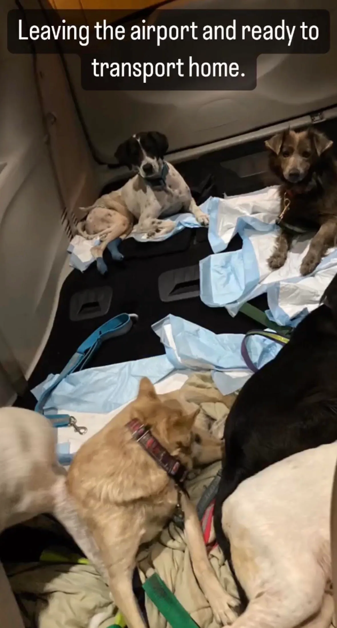 Several rescued dogs resting together in a vehicle after leaving the airport