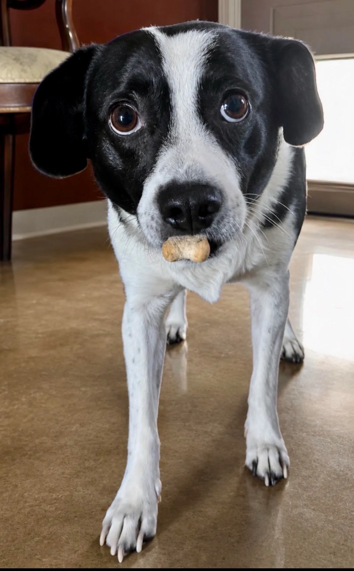 Panda, a black-and-white Border Collie mix, standing indoors with a small treat in her mouth