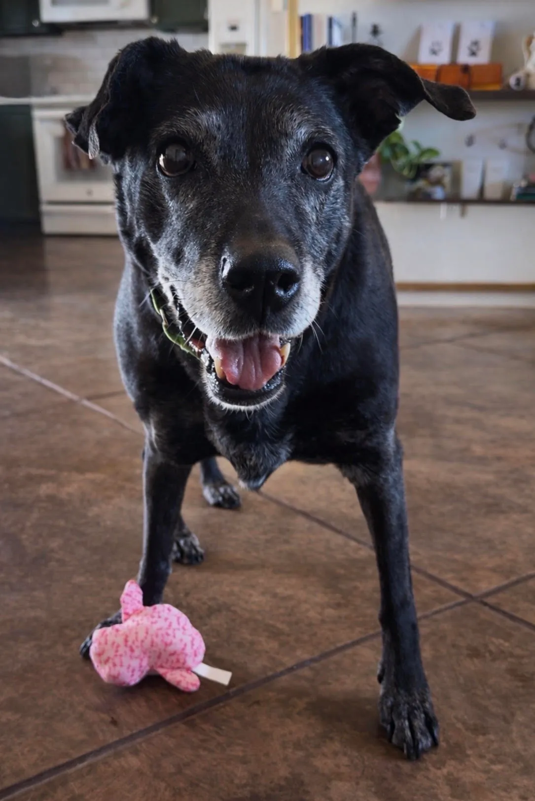 Pup-Pup, a senior black dog, standing indoors beside a pink toy and looking at the camera