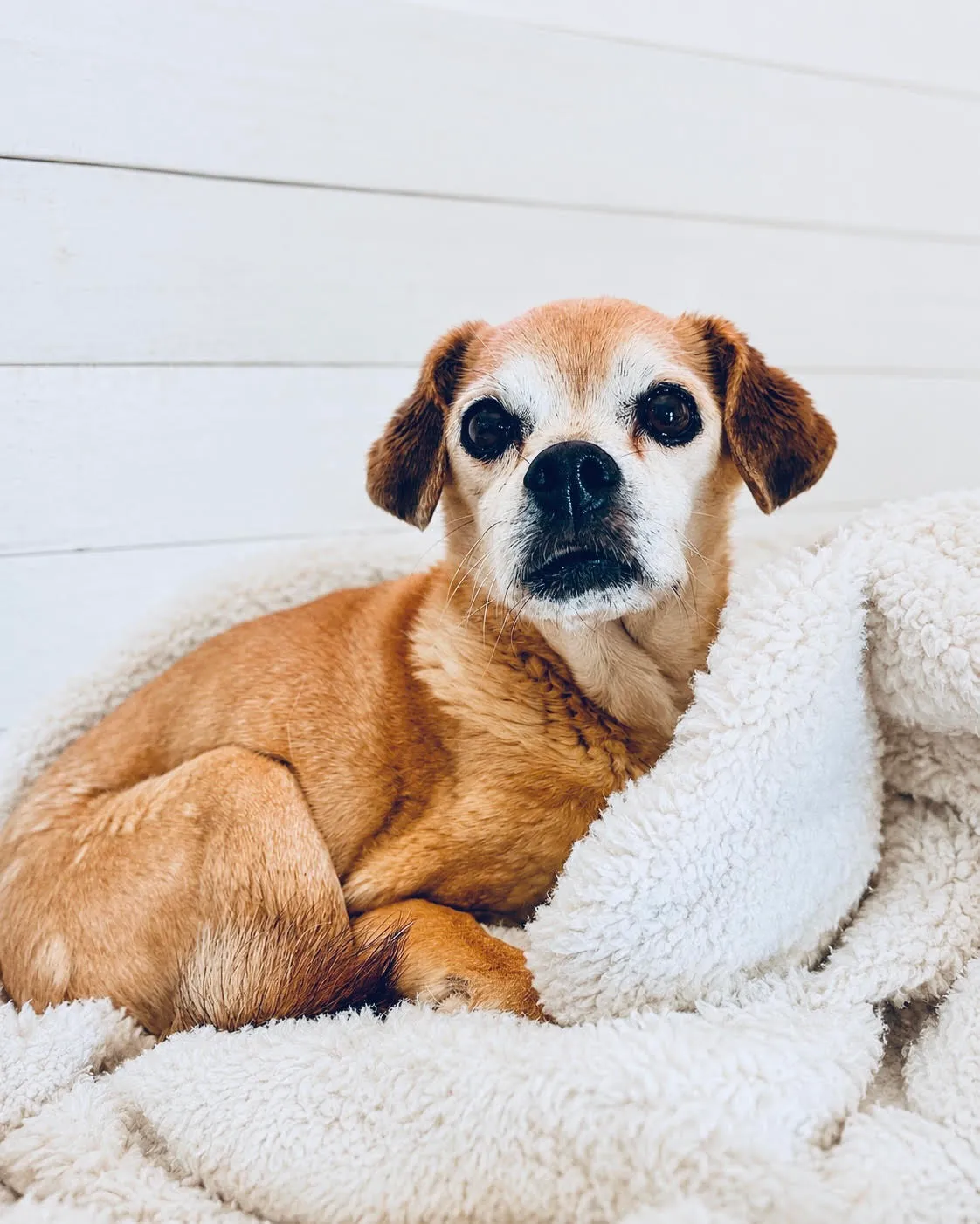 Tootsie, a senior tan Chug, curled up on a soft cream blanket and looking at the camera