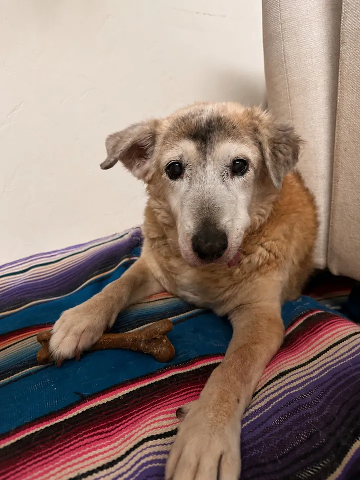 Winslet, a senior tan dog, resting on a colorful blanket beside a chew bone