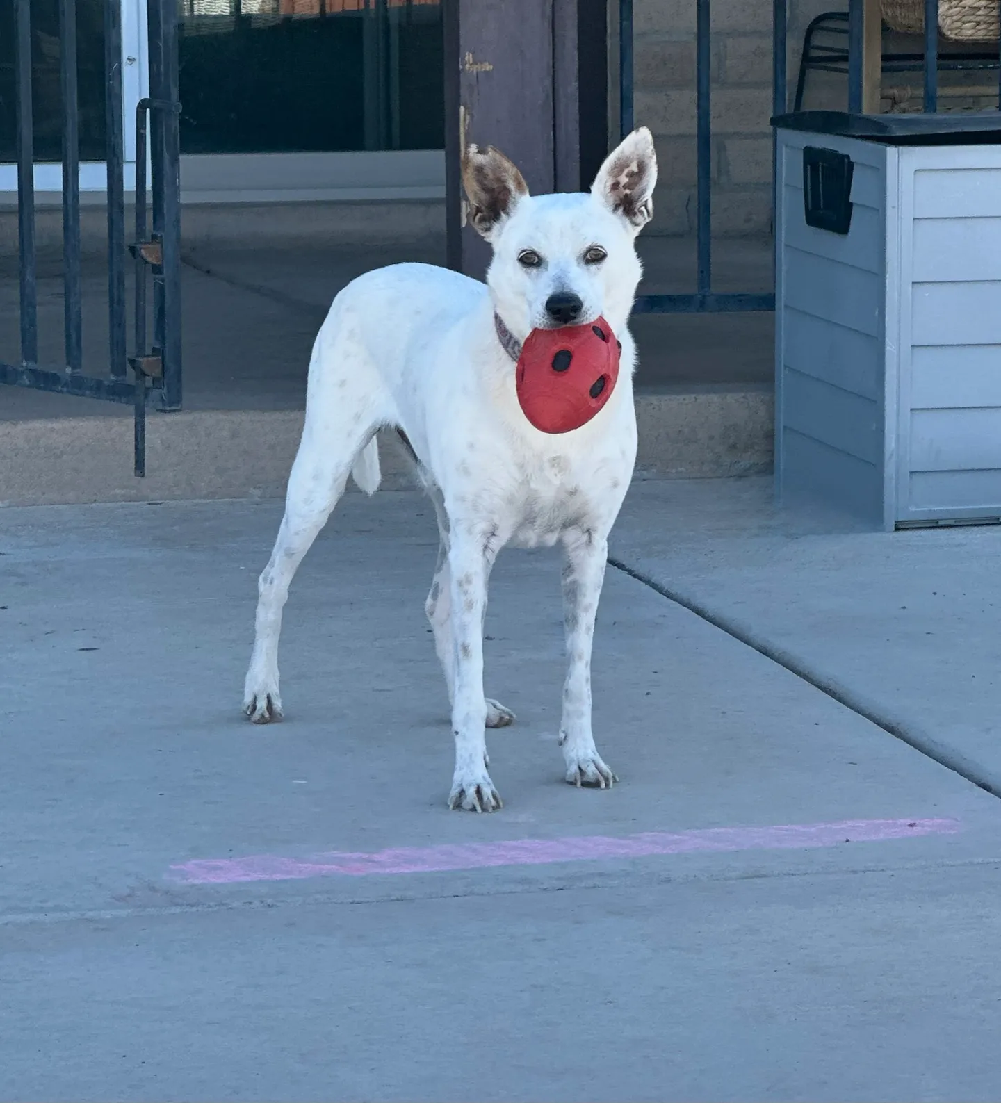 Yoyo, a white dog, standing outdoors with a red toy in his mouth